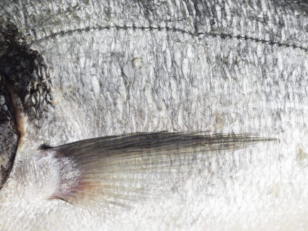 魚のエラの写真